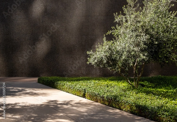 Fototapeta walls trees