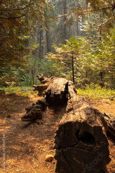 Fototapeta yosemite tree