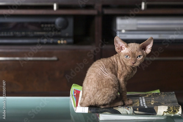 Obraz Chocolate Devon Rex Sitting
