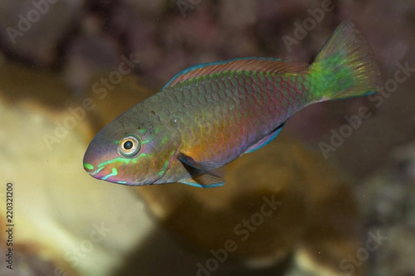 Obraz Common parrotfish (Scarus psittacus).