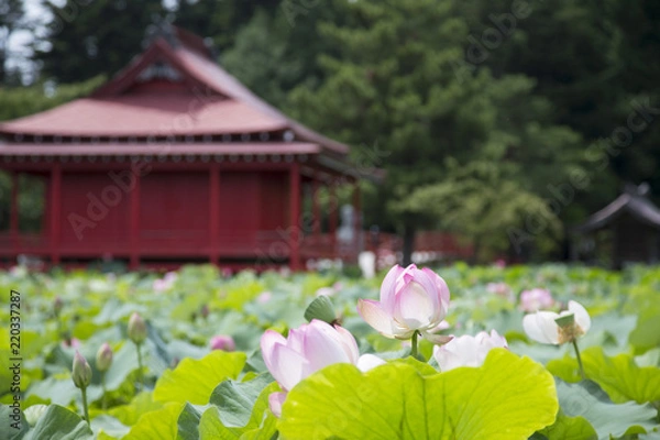 Fototapeta 猿賀公園の蓮の花