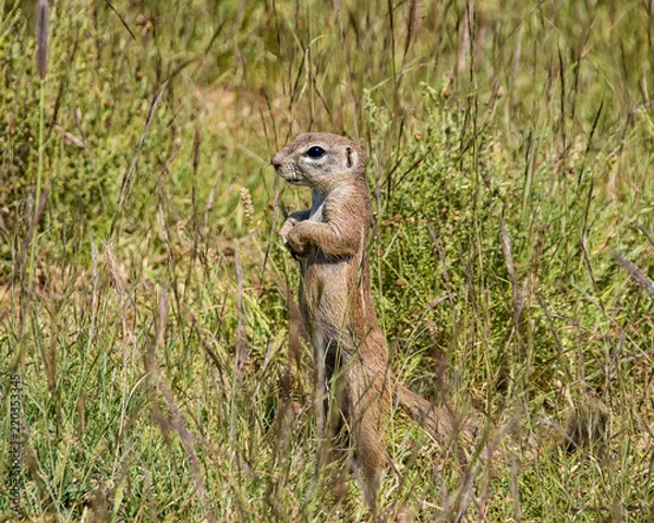 Obraz Ground Squirrel