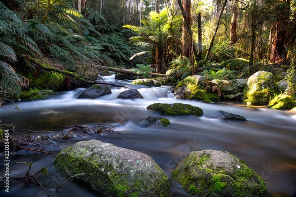 Fototapeta River flowing in the dandenong ranges in Victoria Australia.
