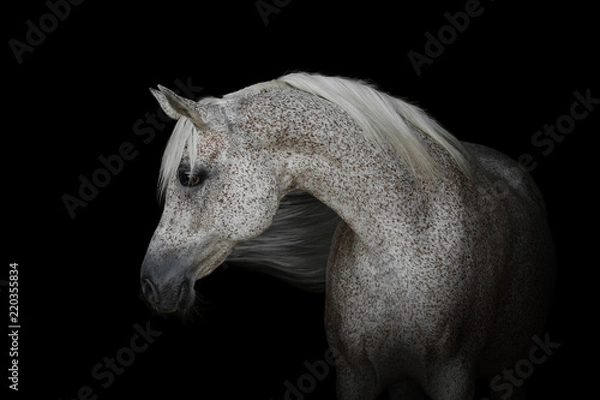 Obraz Portrait of a beautiful gray arabian horse isolated on black background