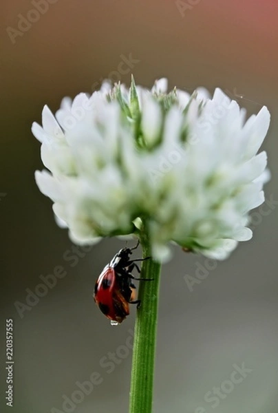 Obraz Der Weg nach oben