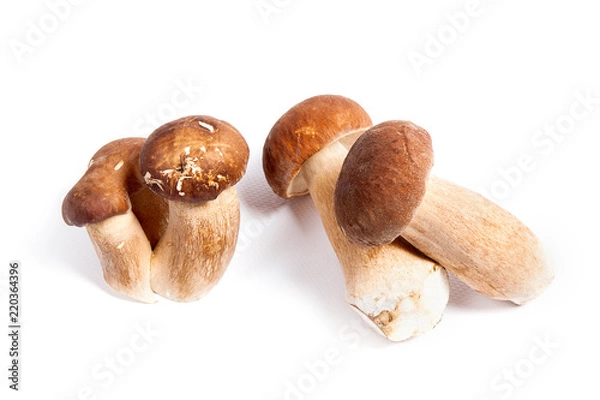 Fototapeta Several porcini mushrooms known as boletus edulis isolated on white background.