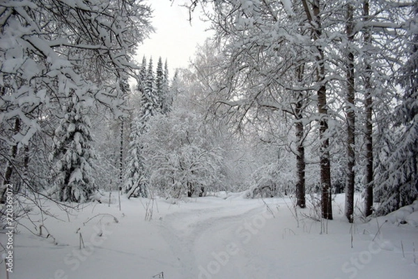Fototapeta siberia winter landscape