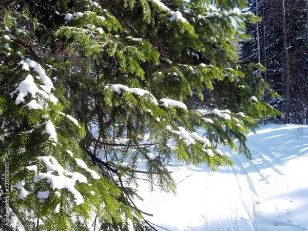 Obraz siberian winter forest taiga