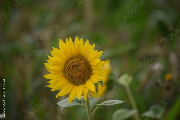 Obraz Sunflower