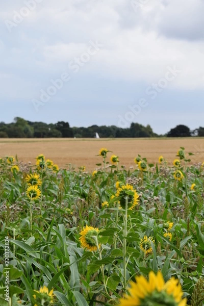 Obraz Sunflowers with Oast