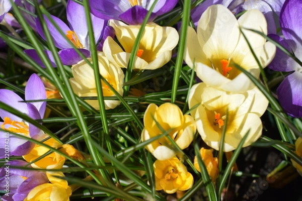 Obraz Crocus