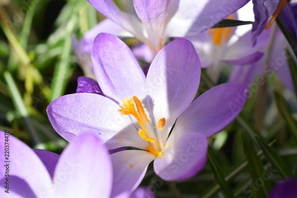 Obraz Crocus