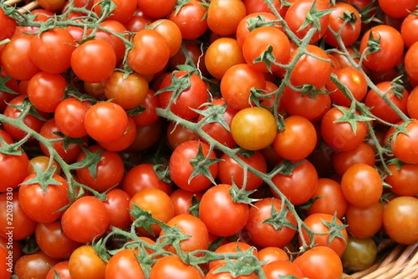 Obraz tomate, cerise