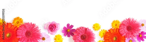 Obraz Gerbera and and cosmos flowers isolated on white background, top view, flat lay. Flower frame