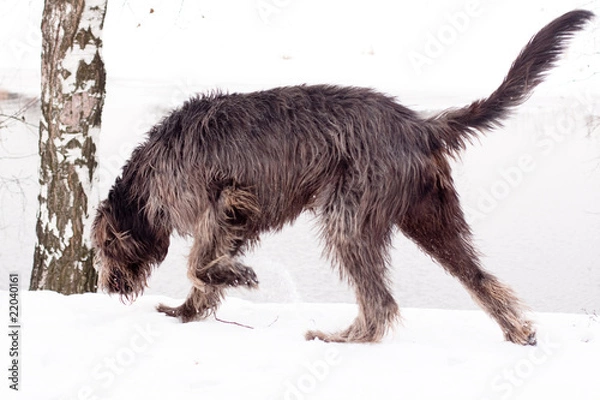 Obraz irish   wolfhound