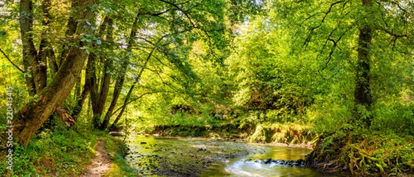 Fototapeta Beautiful forest panorama with brook and bright sun shining through the trees