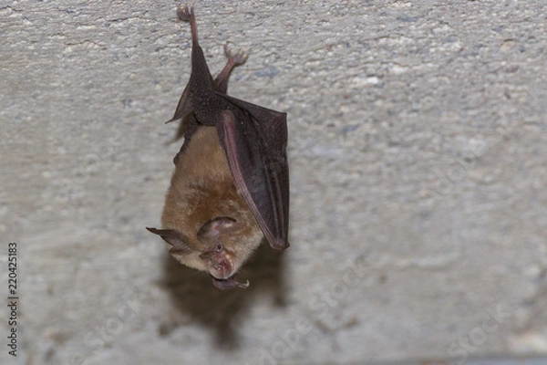 Obraz Petit Rhinolophe