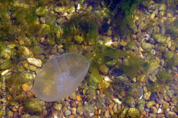 Obraz jellyfish