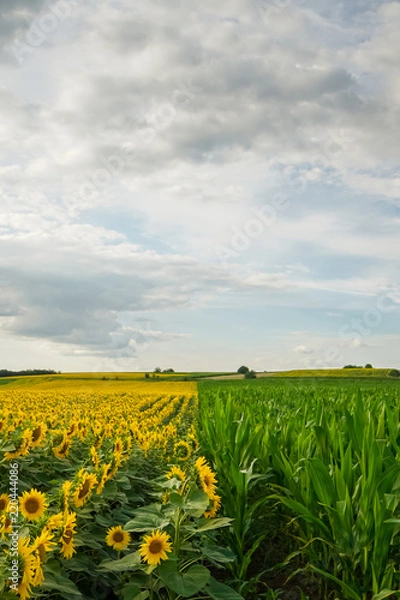 Obraz Line between sunflower and corn fields at sunset with cloudy sky in background
