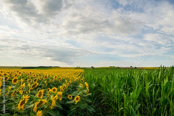 Fototapeta Line between sunflower and corn fields at sunset with cloudy sky in background