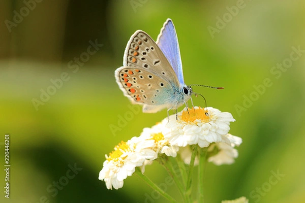 Obraz Hauhechel-Bläuling