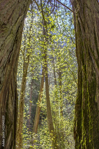 Fototapeta Trees near Mirror Lake in Yosemite