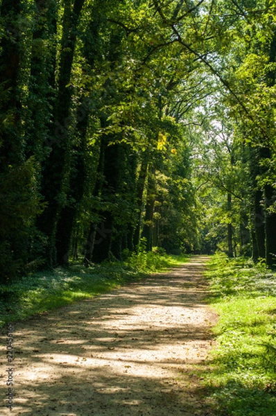 Obraz Arboretum w Kórniku