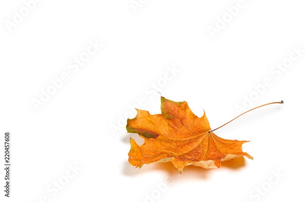 Obraz Autumn  leaf isolated on white background.
