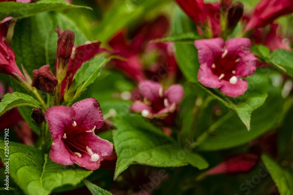 Obraz Flowers that make your yard pretty