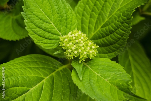 Obraz spring colors in the yard