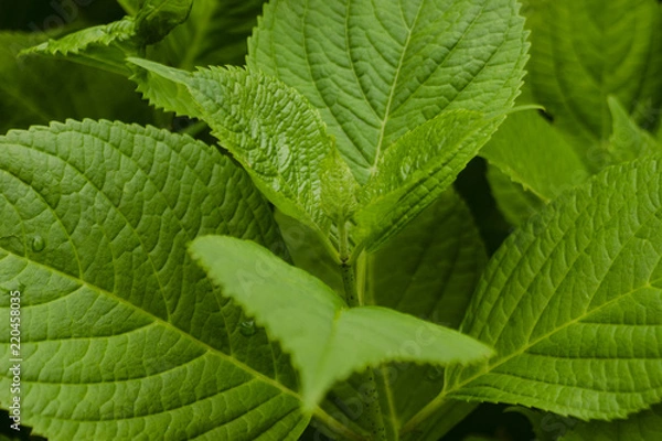 Obraz spring colors in the yard