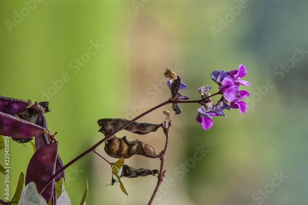 Obraz spring colors in the yard