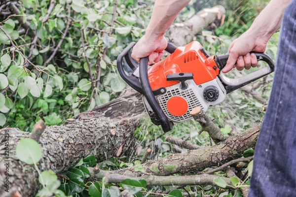 Fototapeta A man with a chainsaw sawing a tree fallen after a hurricane
