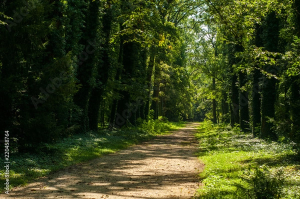Obraz Arboretum w Kórniku