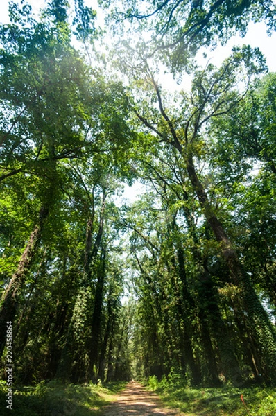 Obraz Arboretum w Kórniku