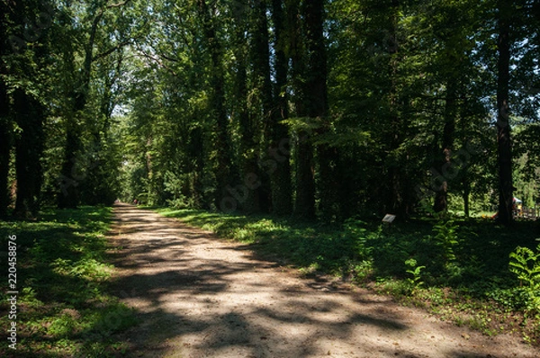 Obraz Arboretum w Kórniku