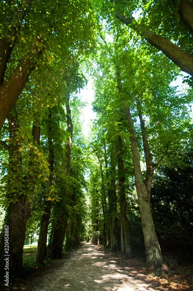 Obraz Arboretum w Kórniku