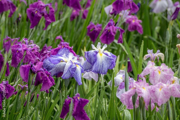 Fototapeta 花菖蒲