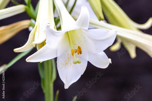 Fototapeta 百合の花