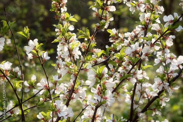 Obraz Tree branch with white blossoming flowers, selective focus