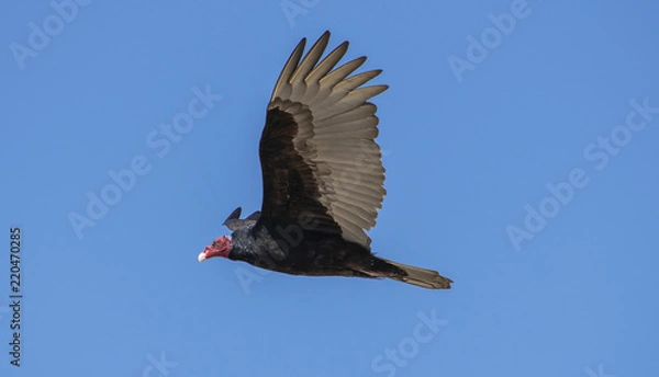 Obraz Urubu de cabeça vermelha