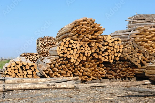 Obraz piquets de vigne