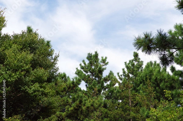 Fototapeta 樹木と空