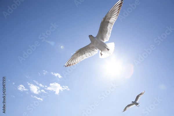 Obraz [Kamemo] 2 ptaki