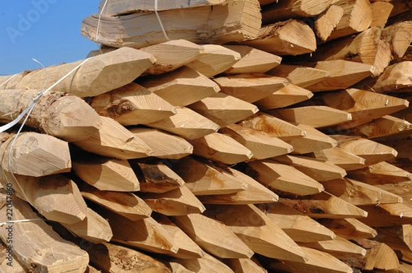 Obraz piquets de vigne