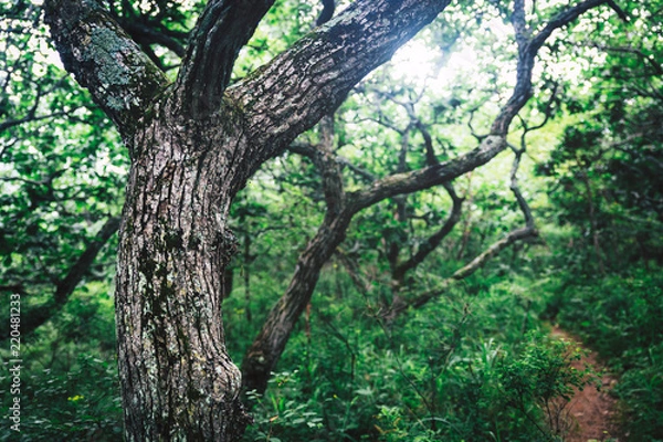 Fototapeta Curvy tree trunks, natural background image taken in forest.