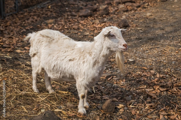 Obraz White goat on the farm in spring season
