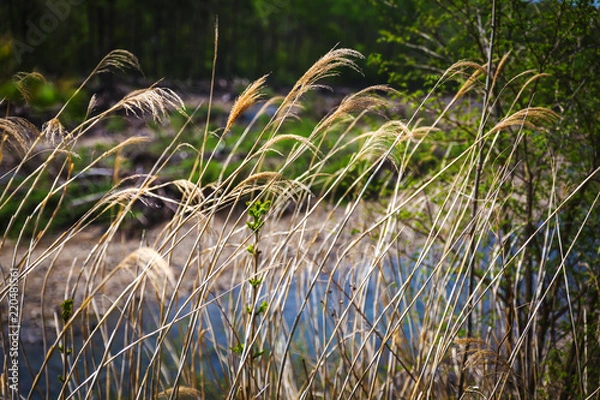 Obraz Dry grass and river in the background