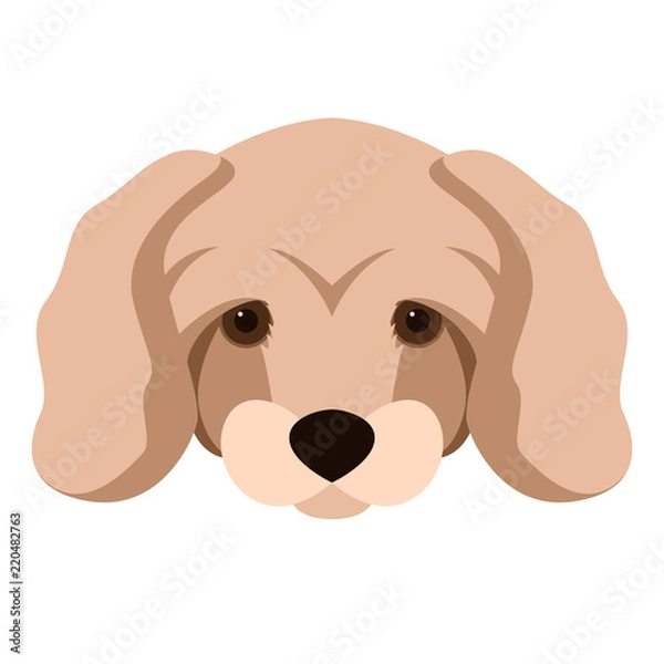 Fototapeta dwarf poodle dog vector illustration flat style front 