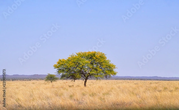 Obraz Umbrella Thorn Tree